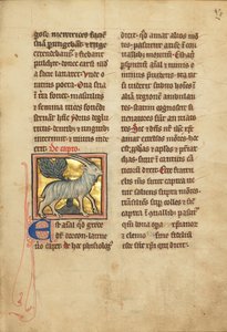 A Goat by Unbekannt Unbekannt